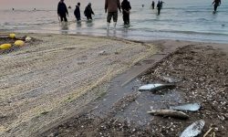 مرگ خاموش ماهیان در میانکاله