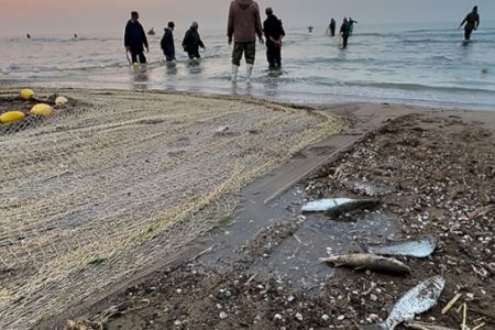 مرگ خاموش ماهیان در میانکاله