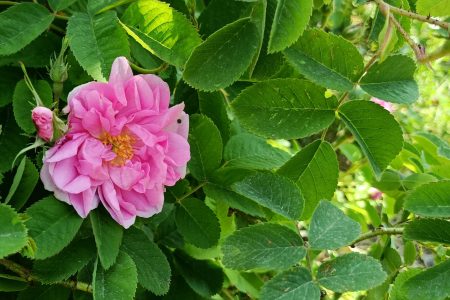 سرمایه‌گذاری بر روی طلای سرخ؛ موتور محرک توسعه در بهشهر